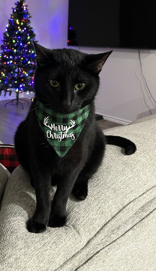 picture of the cat needing adoption
