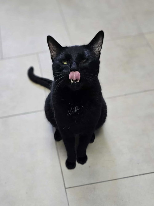 BINX - Domestic Short Hair available for adoption