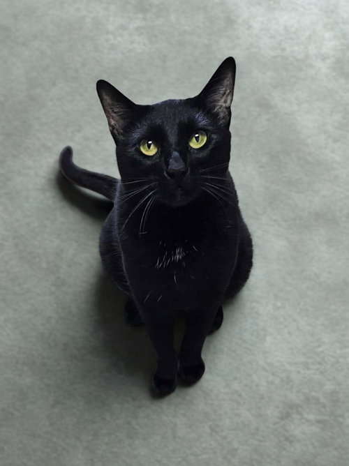 BINX - Domestic Short Hair available for adoption