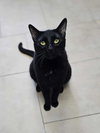 Binx - Photo 2