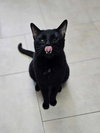 Binx - Photo 3