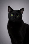 Binx - Photo 4