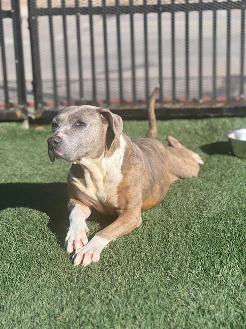 picture of the dog needing adoption
