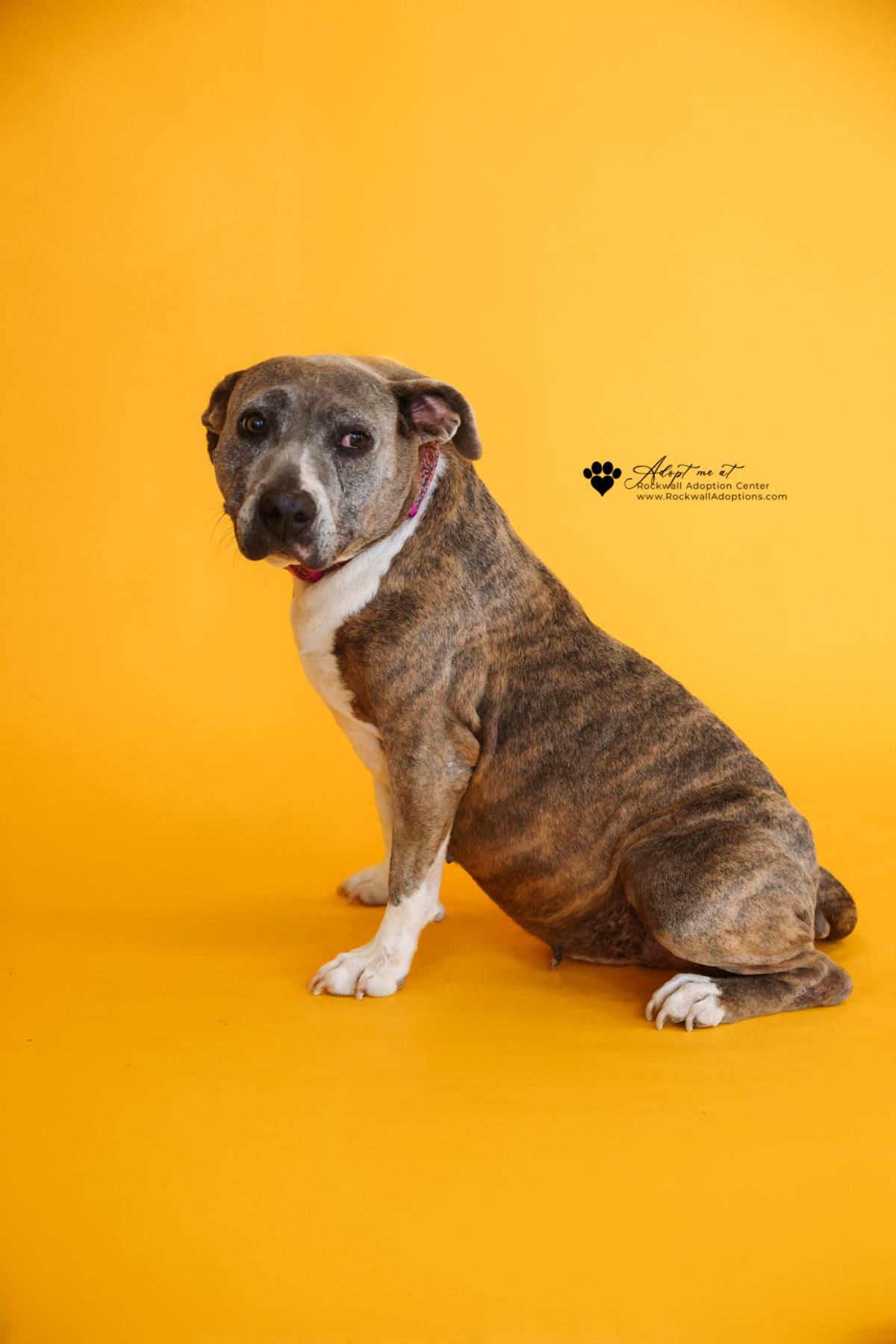 Kaia-$75 Adoption Fee! Diamond Dog! Image