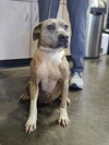 Kaia-$75 Adoption Fee! Diamond Dog! - Photo 2