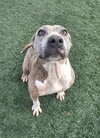 Kaia-$75 Adoption Fee! Diamond Dog! - Photo 4