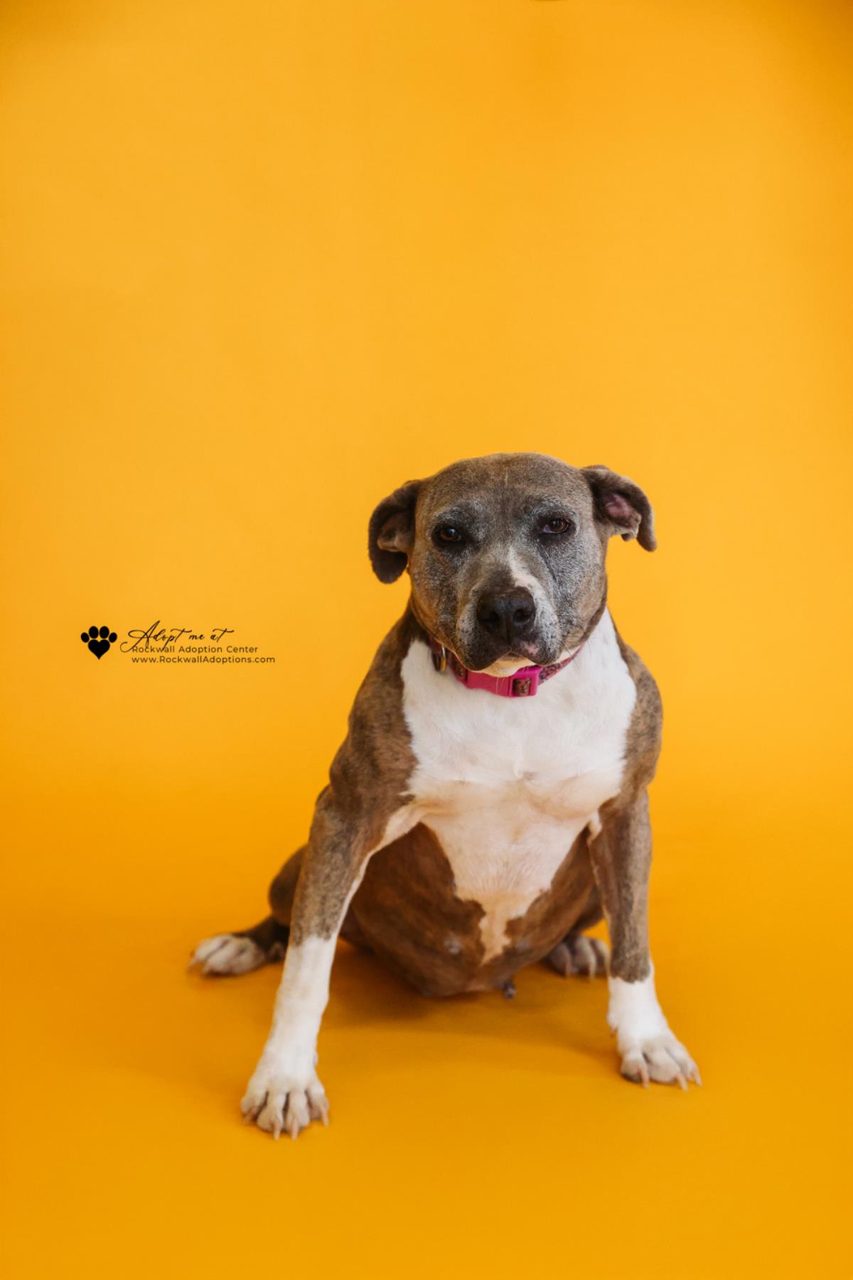 Kaia-$75 Adoption Fee! Diamond Dog!
