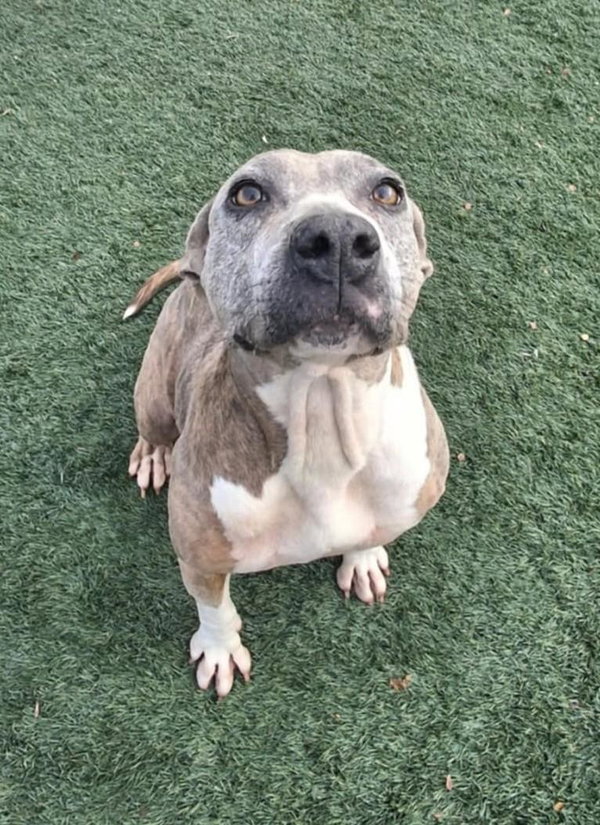 Kaia-$75 Adoption Fee! Diamond Dog!
