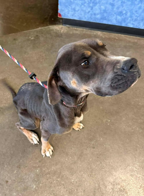 PRINCESS - Cane Corso Mastiff / American Bulldog available for adoption
