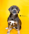Princess-$75 Adoption Fee! Diamond Dog! - Photo 1
