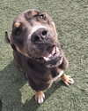 Princess-$75 Adoption Fee! Diamond Dog! - Photo 2