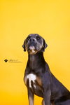Princess-$75 Adoption Fee! Diamond Dog! - Photo 3