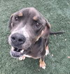 Princess-$75 Adoption Fee! Diamond Dog! - Photo 4