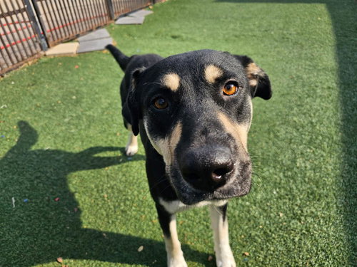 WAVERLY - Rottweiler / Shepherd available for adoption