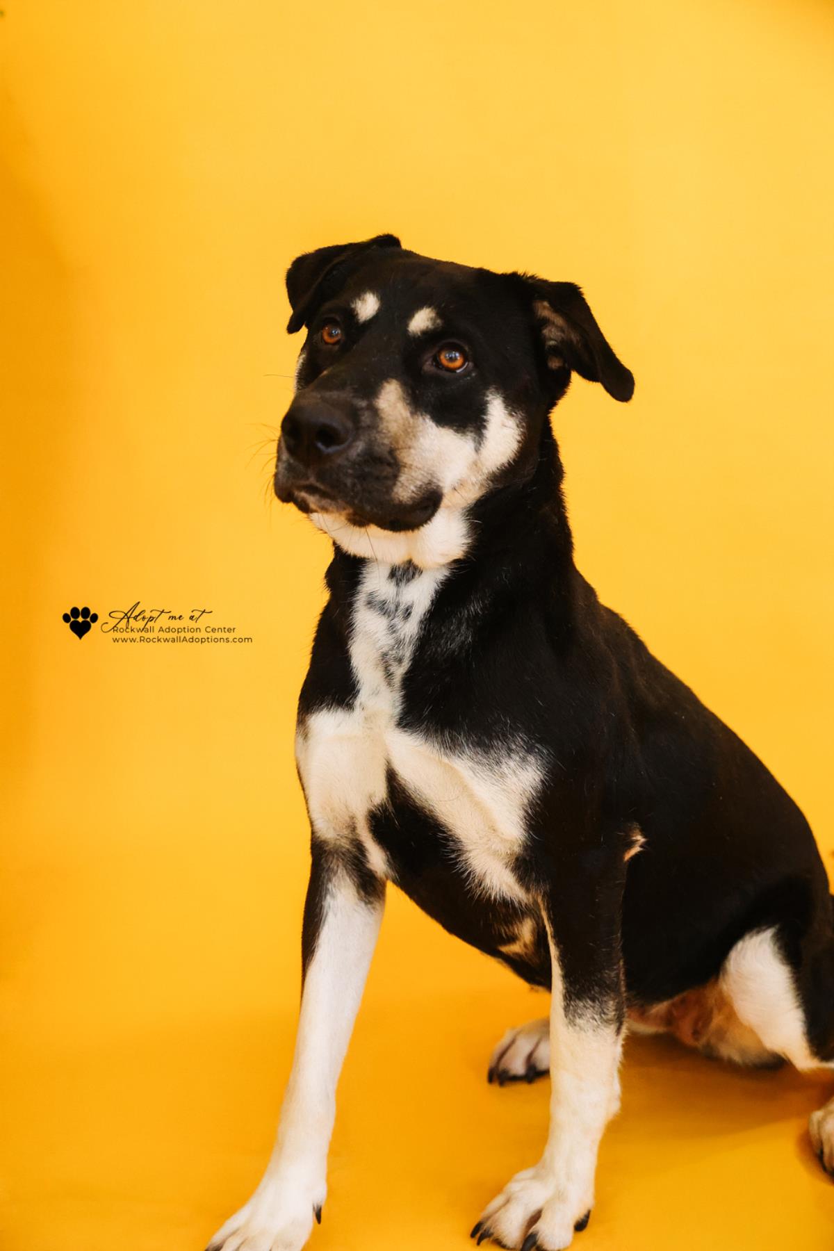 Waverly- $75 Adoption Fee! Diamond Dog! Image