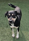 Waverly- $75 Adoption Fee! Diamond Dog! - Photo 2