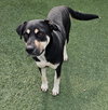 Waverly- $75 Adoption Fee! Diamond Dog! - Photo 4
