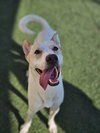 Lucky - In Foster Home - Photo 1
