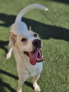 Lucky - In Foster Home - Photo 2