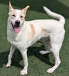 Lucky - In Foster Home - Photo 4