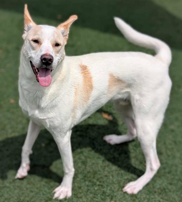 Lucky - In Foster Home