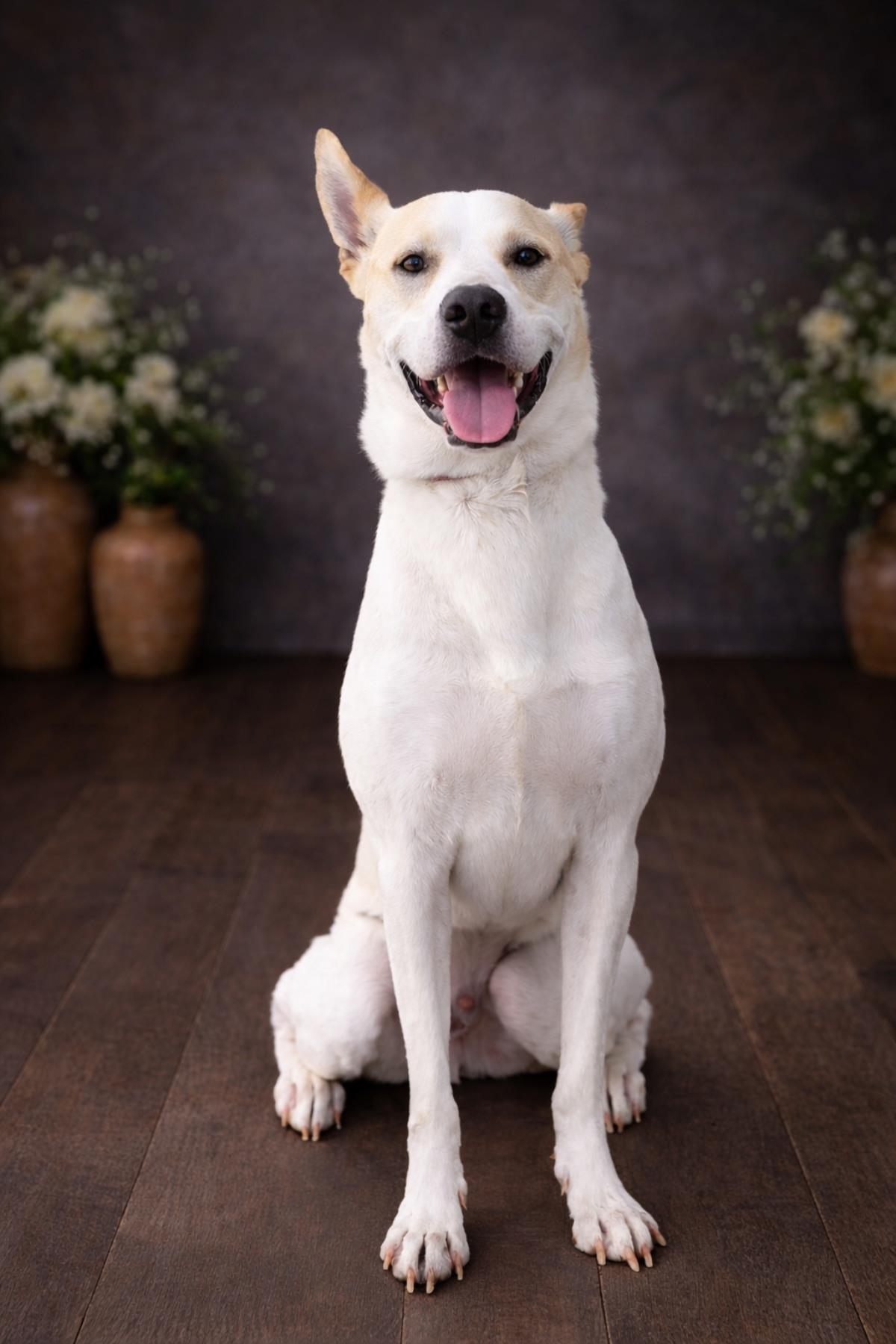 Lucky - In Foster Home