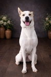 Lucky - In Foster Home - Photo 1