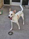 Lucky - In Foster Home - Photo 2