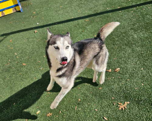 picture of the dog needing adoption
