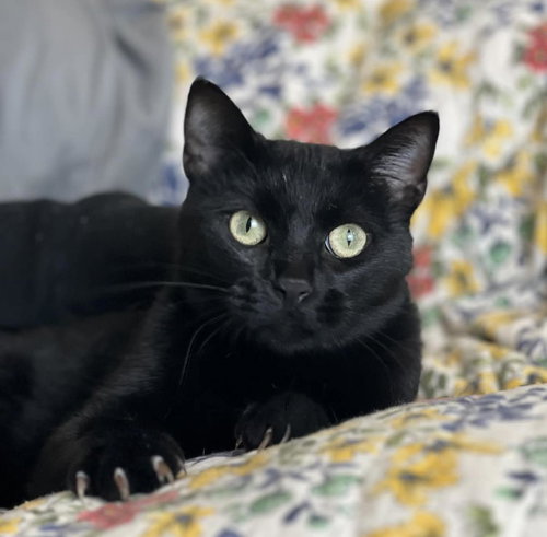 Annie, Adult Domestic Short Hair / Mixed, cat for adoption in Hurst, Texas