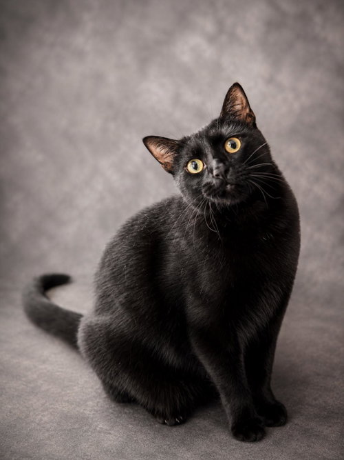 Annie, an adoptable Domestic Short Hair in Rockwall, TX