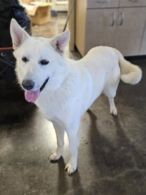 picture of the dog needing adoption