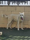 Bodhi - Photo 2