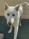 Bodhi - Photo 4