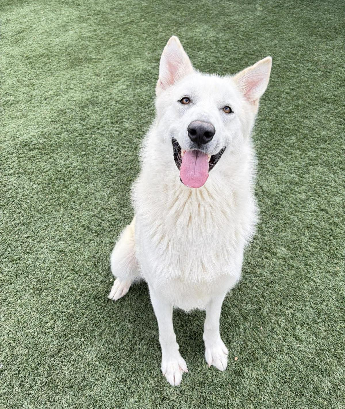 Bodhi