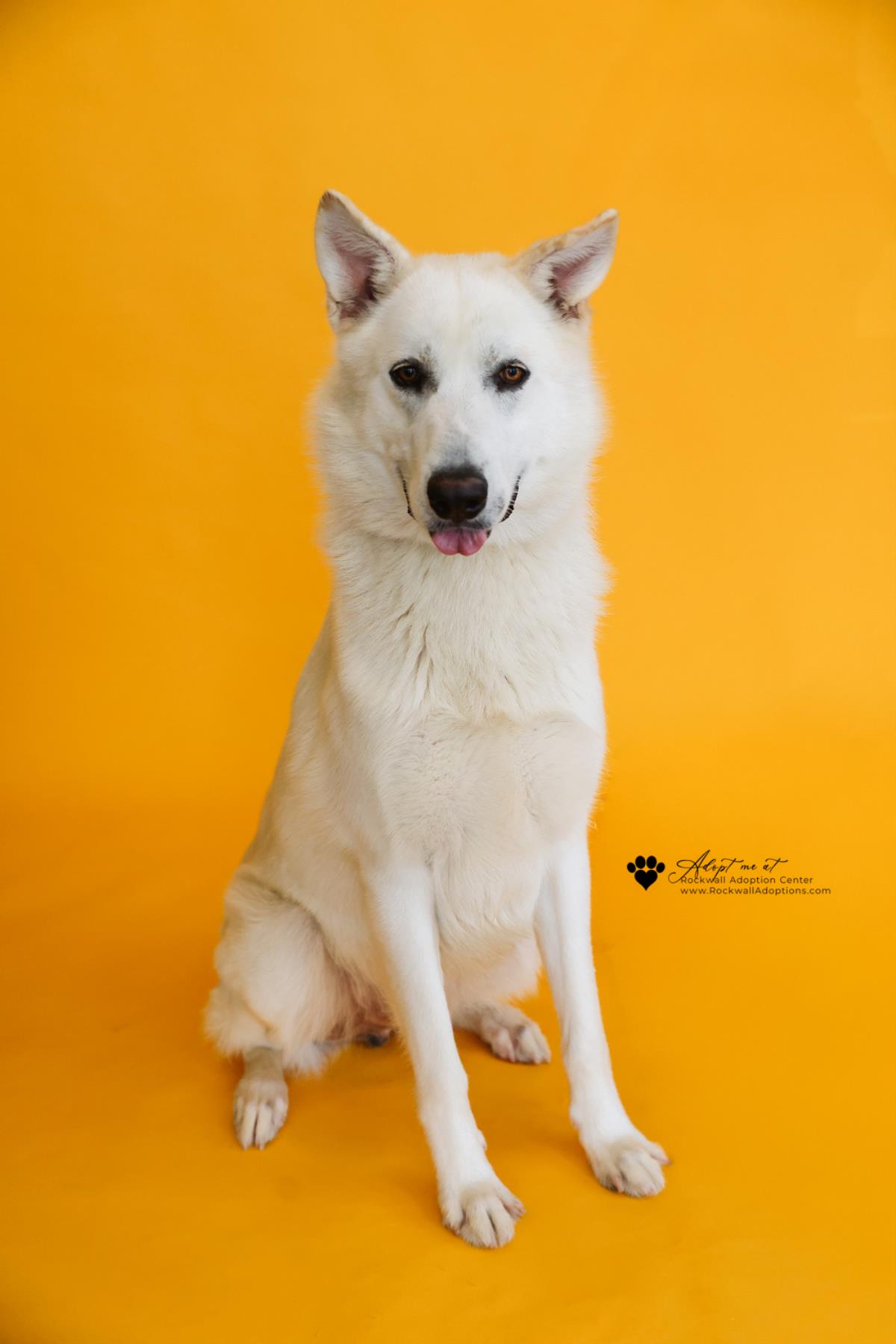 Bodhi Image