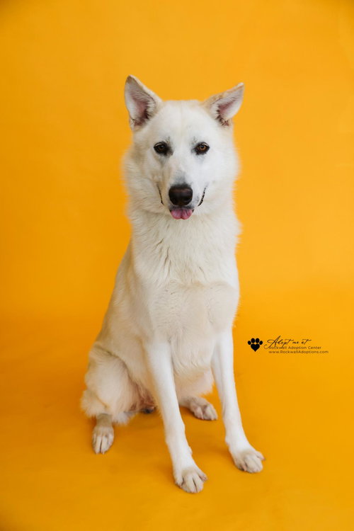 BODHI - German Shepherd Dog available for adoption