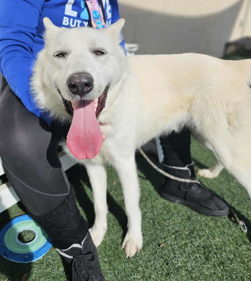 BODHI - German Shepherd Dog available for adoption