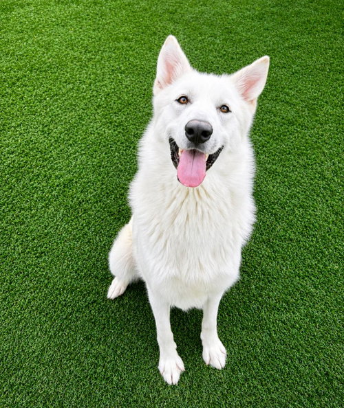 Bodhi- Diamond Dog! $75 Adoption Fee!, an adoptable German Shepherd Dog in Rockwall, TX