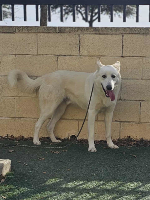 Bodhi- Diamond Dog! $75 Adoption Fee!