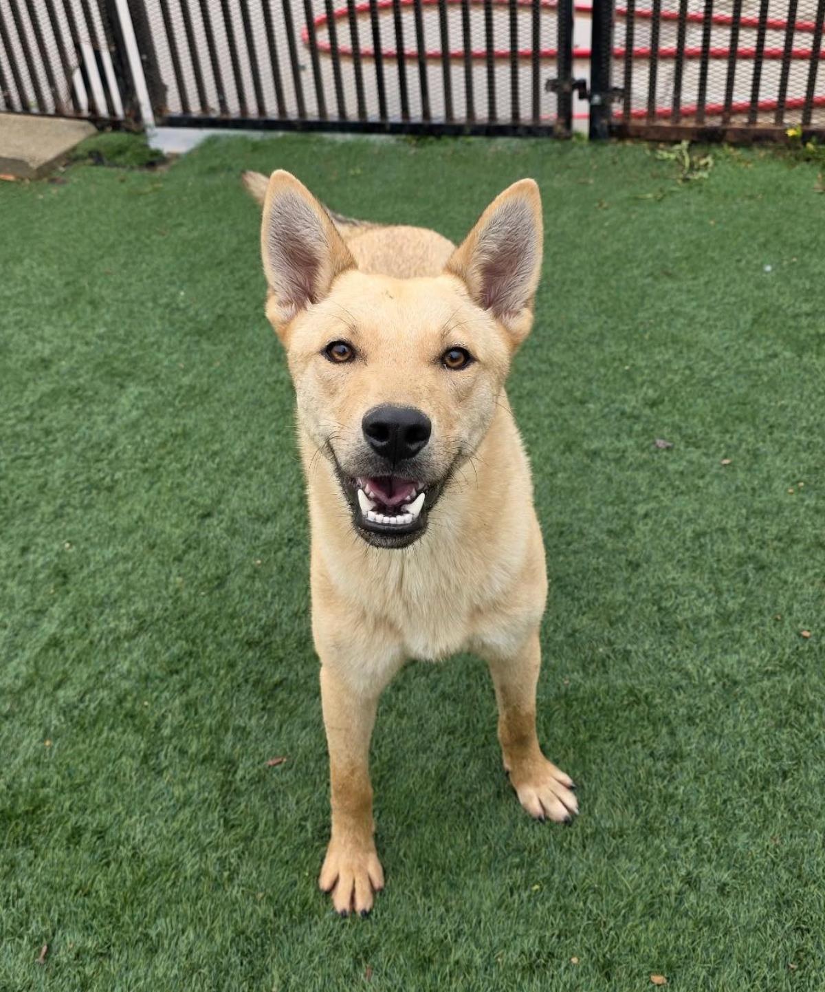 Gator- Diamond Dog! $75 Adoption Fee!