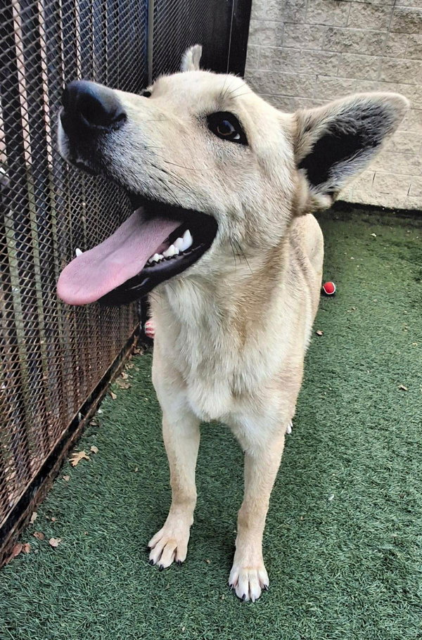 Gator- Diamond Dog! $75 Adoption Fee!