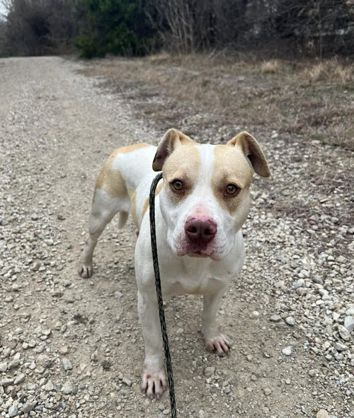 ATHENA - Pit Bull Terrier available for adoption