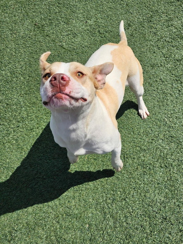 Athena - $75 Adoption Fee! Diamond Dog!