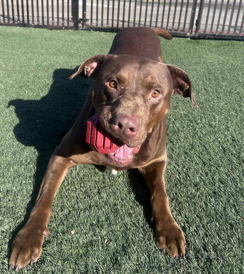 picture of the dog needing adoption