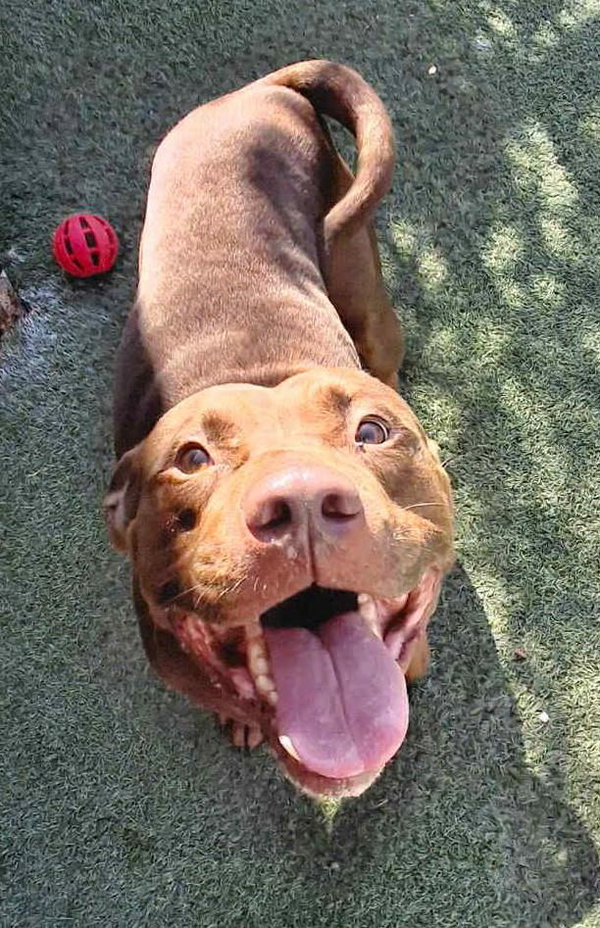 Chopo-$75 Adoption Fee! Diamond Dog!