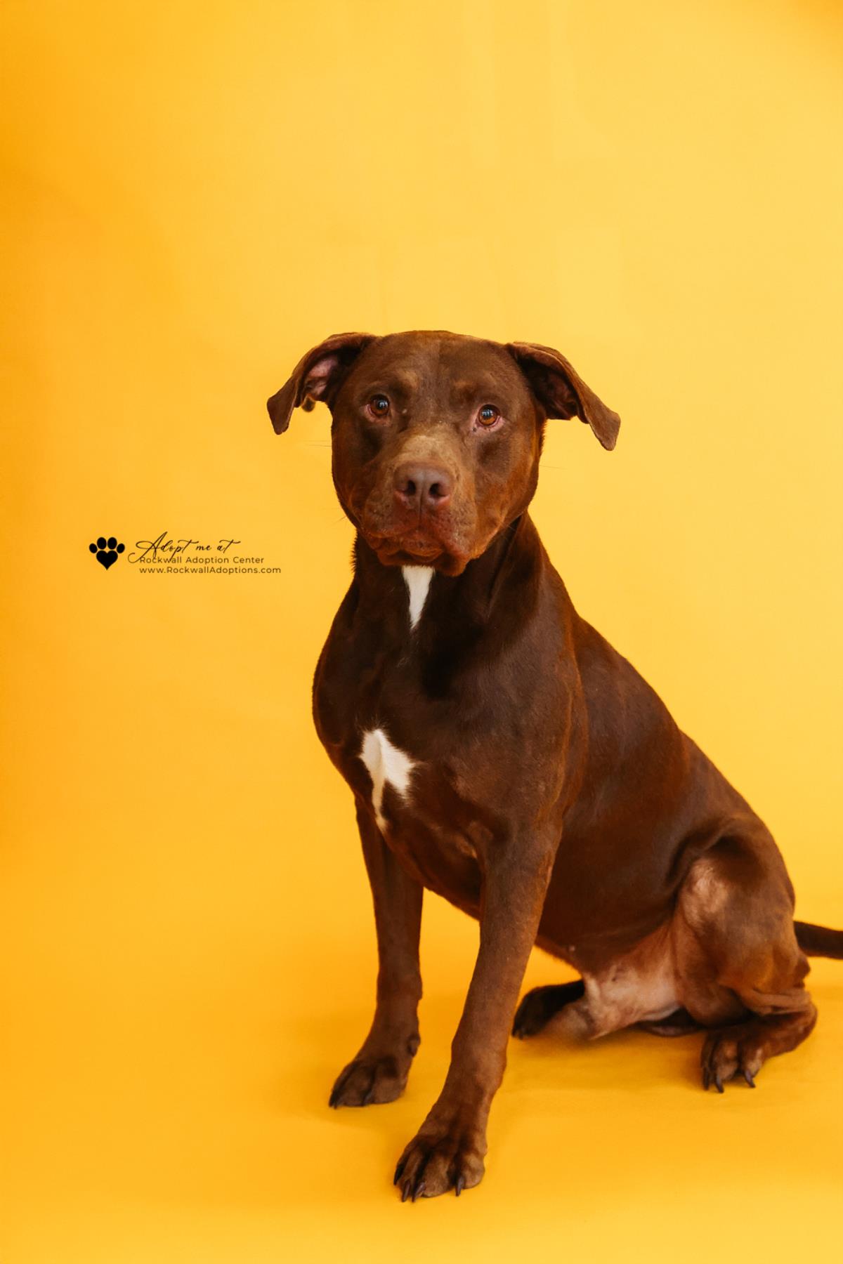 Chopo-$75 Adoption Fee! Diamond Dog! Image