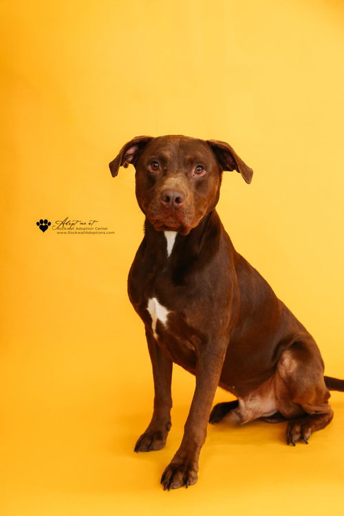 Chopo-$75 Adoption Fee! Diamond Dog!, an adoptable Pit Bull Terrier in Rockwall, TX