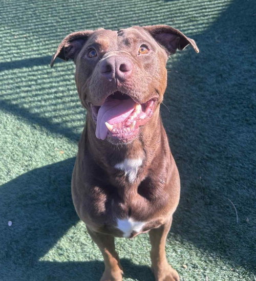 Chopo-$75 Adoption Fee! Diamond Dog photo 3