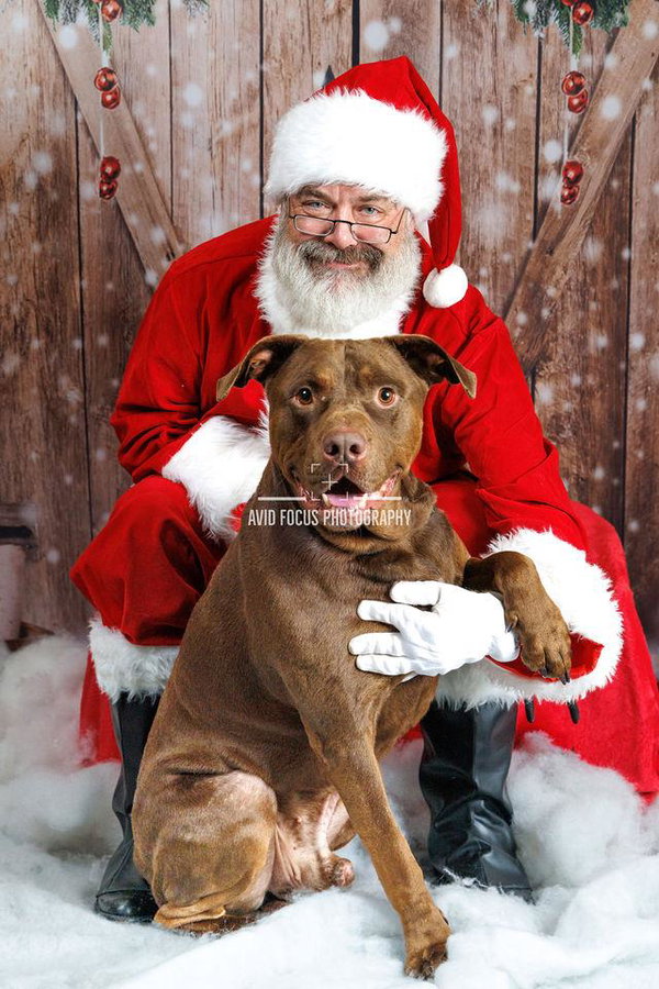 Chopo-$75 Adoption Fee! Diamond Dog!